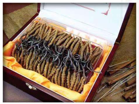 田林冬虫夏草回收